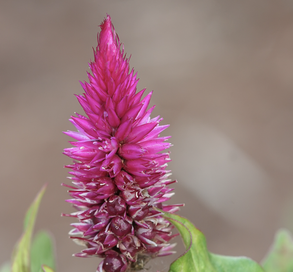 Celosia